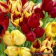 Тюльпаны семейные - Bunch flowering. Holland Bulb Market