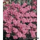 Гвоздика гренобльская - Dianthus gratianopolitanus. Benary