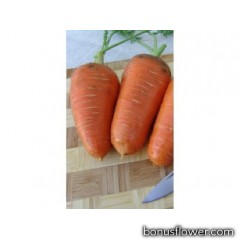 Морковь   "Катрин"