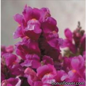 Львиный зев  - Floral Showers: Lilac