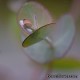 Эвкалипт Ганна - Eucalyptus gunnii. Benary