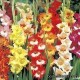 Гладиолус необычный-Gladiolus glamourglad. De Ree Holland