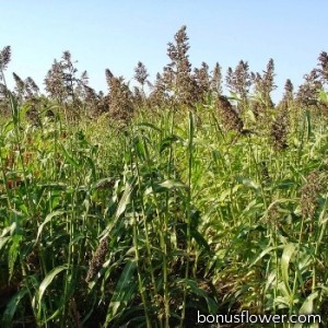 Семена суданской травы, 1 кг
