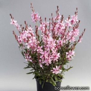 Гаура Emmeline Pink Bouquet