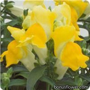 Львиный зев - Floral Showers: Yellow