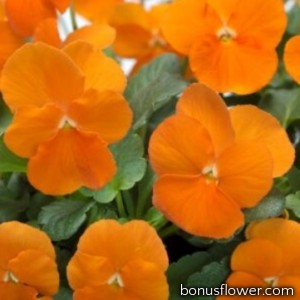 Виола Floral Power F1 Deep Orange