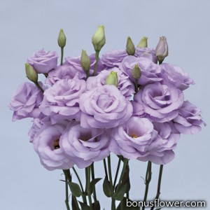 Эустома (Лизиантус) Rosita® 3: Lavender