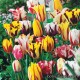 Тюльпаны многоцветные - Darwin, Syngle early, Syngle late . Holland Bulb Market