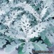 Цинерария приморская - Senecio (Cineraria maritima). Hem Genetics