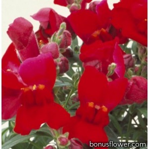 Львиный зев - Floral Showers: Crimson