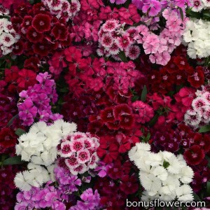 Гвоздика гибридная Floral Lace F1 Mix