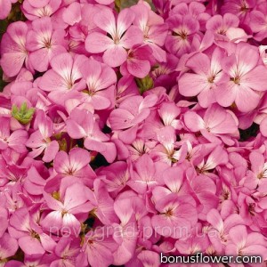 Пеларгония садовая Multibloom Pink