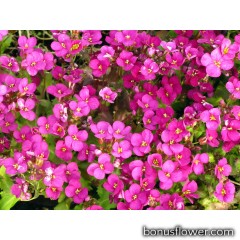 Арабис крупноцветковый, розовый