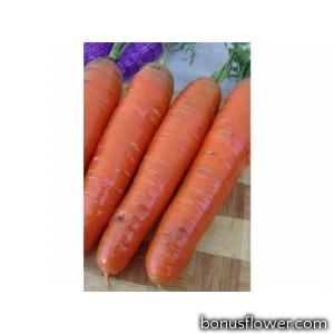 Морковь  "Фаворит"