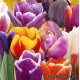 Тюльпаны триумф - Triumph tulips . Holland Bulb Market