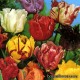 Тюльпаны попугайные - Parrot tulips. Holland Bulb Market