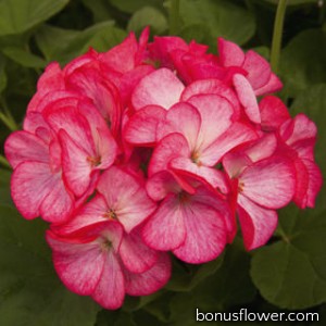 Пеларгония Pinto Premium Rose Bicolor
