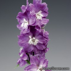  Дельфиниум Excalibur™ Lilac Rose White Bee