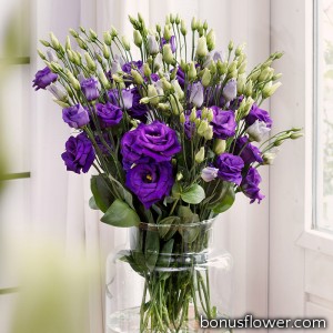 Эустома (Лизиантус) Rosita® 4: Purple