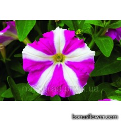 Петуния Picobella™ F1 Rose Star