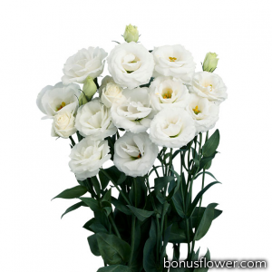 Эустома (Лизиантус) Rosita® 4: White
