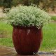 Молочай - Euphorbia graminea. Семейный сад