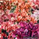 Горошек душистый (Чина)  - Lathyrus odoratus nanus. Семейный сад
