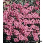 Гвоздика гренобльская - Dianthus gratianopolitanus