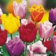 Тюльпаны бахромчатые - Fringed tulips