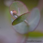 Эвкалипт Ганна - Eucalyptus gunnii