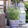 Сальвія борошниста - Salvia farinacea