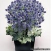 Синеголовник плосколистий - Eryngium planum
