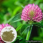 https://bonusflower.com/image/cache/02dfcf2bcd251ceef4a56c272fe3017a.jpg