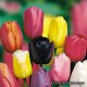 Тюльпаны одноцветные - Darwin, Syngle early, Syngle late