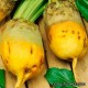 Насіння кормового буряка