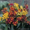Ваточник (ластівень) - Asclepias curassavica
