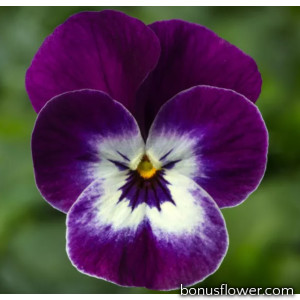 Виола Penny Pro Violet Face