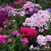 Флокс - Phlox 