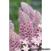 Птілотус - Ptilotus exaltatus