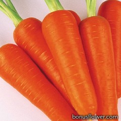 Морковь Abaco F1 Абако (ǿ 1,6-1.8)