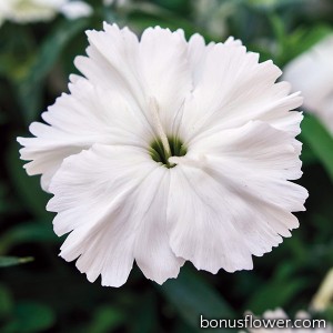 Гвоздика кит Divinity white