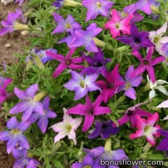 Петуния звездочная Sparklers mix, Petunia hybrida