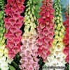 Наперстянка  - Digitalis 