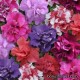 Петуния многоцветковая - Petunia multiflora