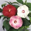 Гібіскус мускусний - Hibiscus moscheutos