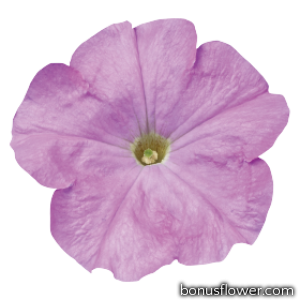 Петуния многоцв Celebrity: Lilac