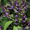 Скутелярія (шоломник) - Scutellaria javanica