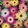 Ледяник - Mesembryanthemum crystallinum