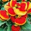 Кальцеолярія гібридна - Calceolaria hybrida