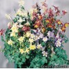 Аквілегія блакитна - Aquilegia caerulea